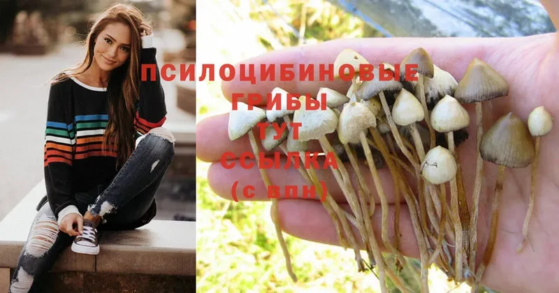 Псилоцибиновые грибы Psilocybine cubensis  закладки  mega зеркало  Ковдор 